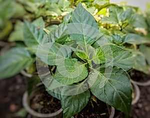 Chilli plants  in a nursery