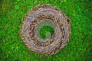 The chilli ring in the garden