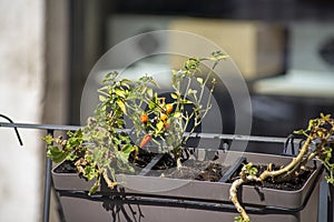 Chilli seedling planted on a pot