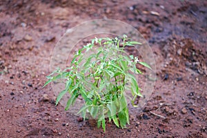 chilli tree planting on ground agriculture in vegetable garden