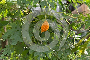 Chilli , vegetable, vegetable zucchini,Tablets colored