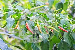 Chillies on chillies tree