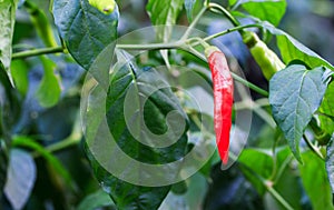 Chillies on chillies tree