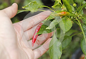 Chillies tree with hand