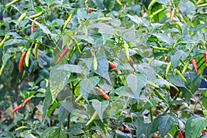 Chillies on chillies tree