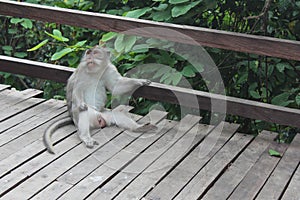 Chillin' Monkey photo