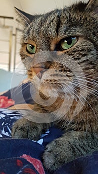 chilling cat in a bed