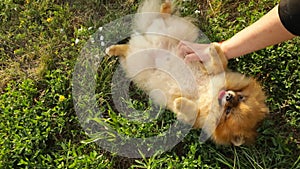 Chilling resting on nature green grass dog. Pomeranian spitz lying on his back. weeking countryside. Video footage.