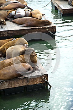 Chilling sea lions on a wharf