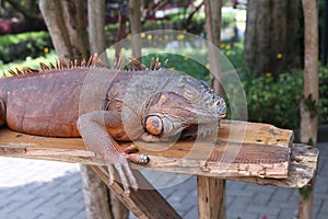 chilling and sleeping orange iguana on thewood close-up half body shot