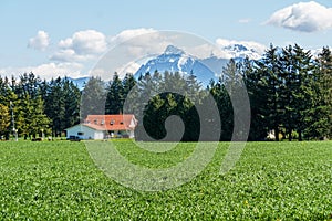 CHILLIWACK, CANADA - APRIL 20, 2019: Beautiful view green field at farm with house and mountains in british columbia