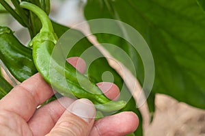 Chills peppers in hand in a green house