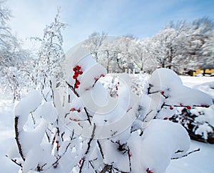 Snow Covered Winter Berries