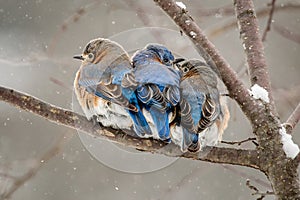 Chilly Bluebirds