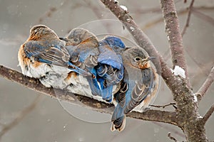 Chilly Bluebirds