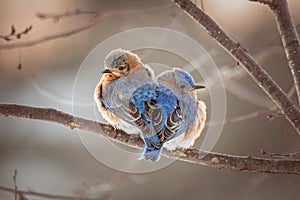 Chilly Bluebirds