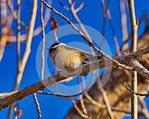 Chilly Chickadee