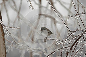 Chilly Junco