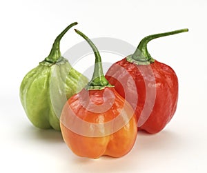 Chilly pepper background