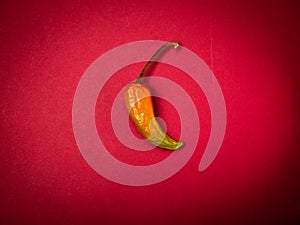 Chilly pepper isolated on red