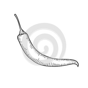 Chilly pepper Vector