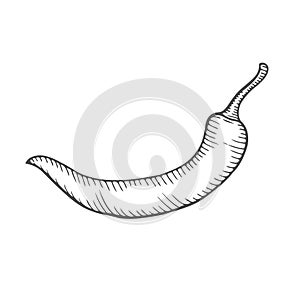 Chilly pepper Vector