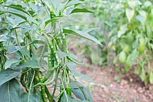 Chilly peppers , Chilly tree , Chilly plant