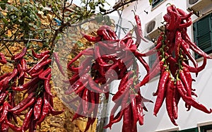 Chilly Peppers. Malaguetas