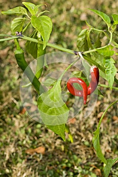 Chilly plant