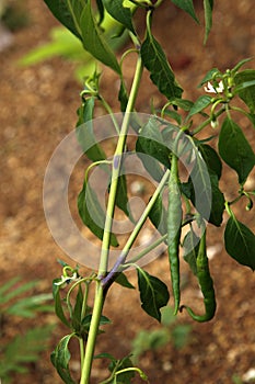 Chilly Plant with Chillies