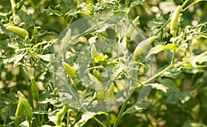 , Chilly tree , Chilly plant