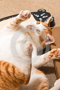Chilo at cat cafe photo
