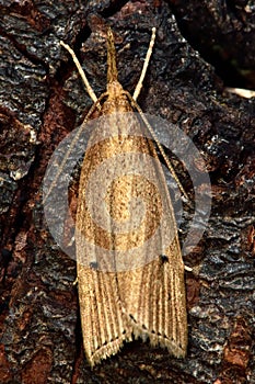 Chilo phragmitella micro moth from above photo