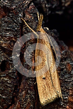 Chilo phragmitella micro moth photo