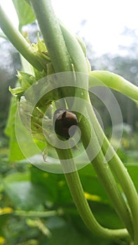 chilocorinae on long bean