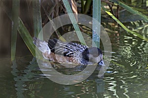 Chiloe Wigeon, Anas sibilatrix