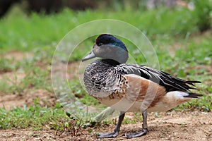 Chiloe Wigeon Anas sibilatrix 3