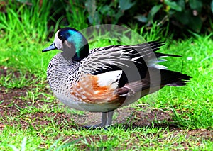 Chiloe wigeon Duck Ducks