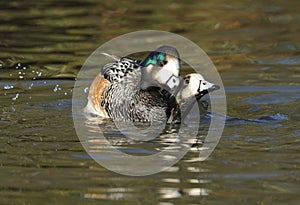 Chiloe Wigeon mating