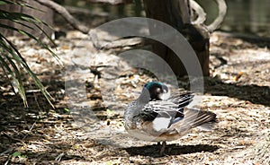 Chiloe Wigeon Resting