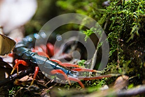 Chilopoda insect with red legs in rainforest in malaysia