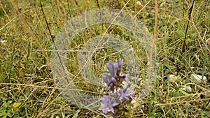 Chiltern gentian with flower in autumn in Germany