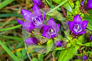 Chiltern gentian, Gentianella germanica