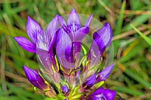 Chiltern gentian, Gentianella germanica