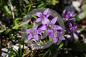 Chiltern gentian (Gentianella germanica)