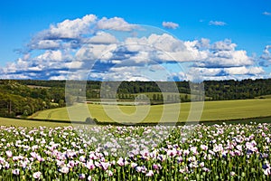 Chiltern summer landscape with poppies