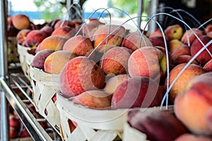 Chilton County peaches in baskets photo