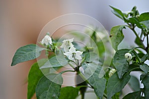 Chily peppers flowers plant