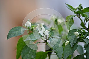 Chily peppers flowers plant photo