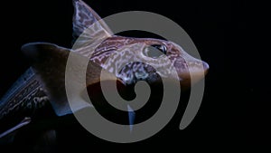 Chimaera fish Moving slowly to conserve energy